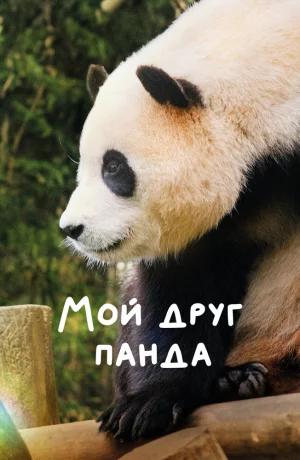 Дорама Мой друг панда онлайн